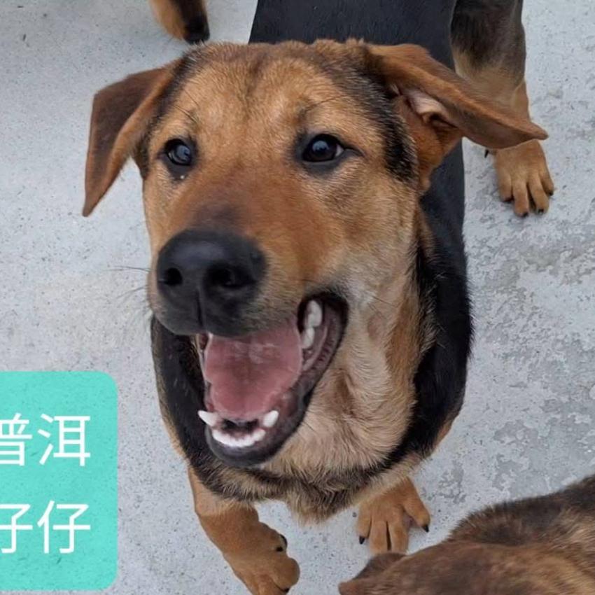 普洱